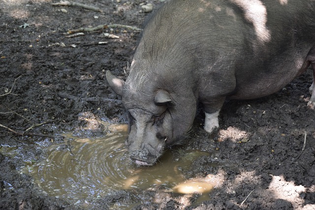 著類似的困 著類似的困